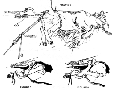 Raising Cattle: Delivering a Calf on the Modern Homestead Image